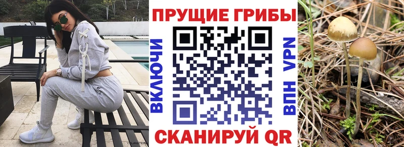как найти закладки  Сокол  Псилоцибиновые грибы мухоморы 